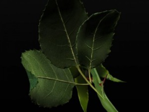 white rose 3D 모델