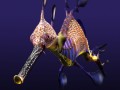 leafy sea dragon 3D Model
