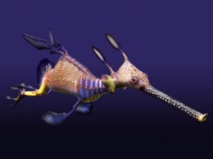 leafy sea dragon Modello 3D