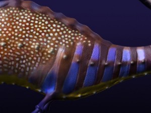 leafy sea dragon Modello 3D