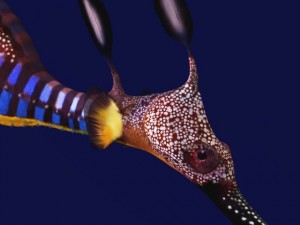 leafy sea dragon Modello 3D