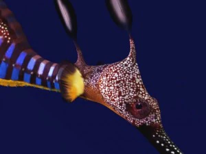 leafy sea dragon 3D Model