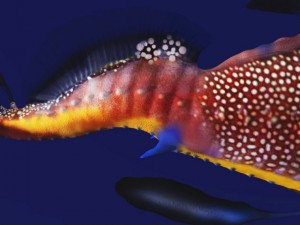leafy sea dragon Modello 3D