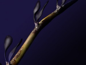 leafy sea dragon Modello 3D