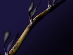 leafy sea dragon 3D Model