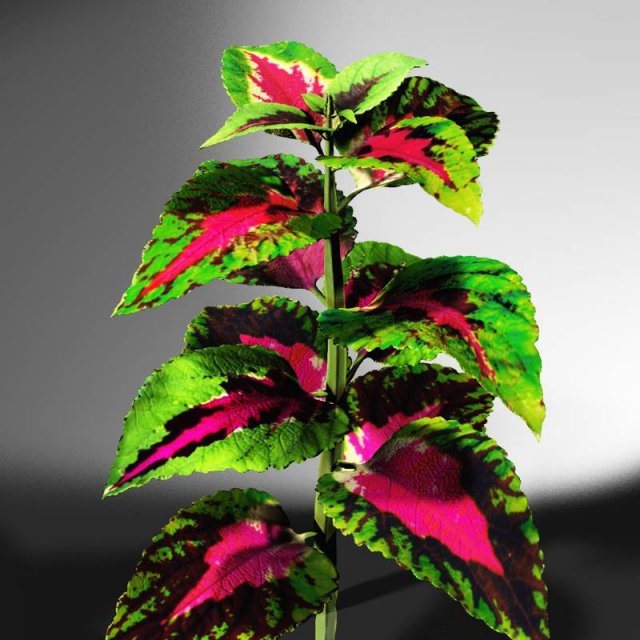 coleus plant 3D मॉडल .c4d .max .obj .3ds .fbx .stl .blend 