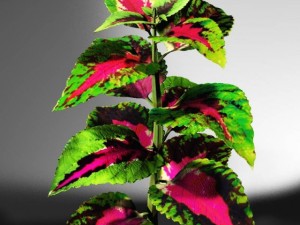 coleus plant 3D Model
