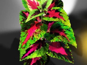 coleus plant 3D Model