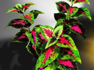 coleus plant 3D Model