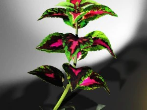 coleus plant 3D Model