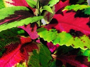 coleus plant 3D मॉडल