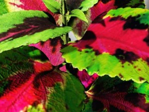 coleus plant 3D Model