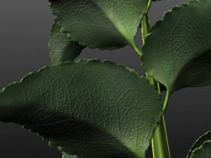 coleus plant 3D Model