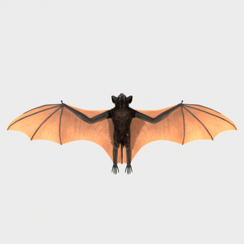 Bat 3D Модель .c4d .max .obj .3ds .fbx .stl .blend 