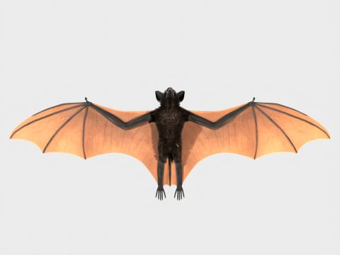 Bat 3D Model