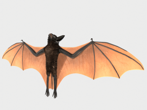 Bat 3D Модель