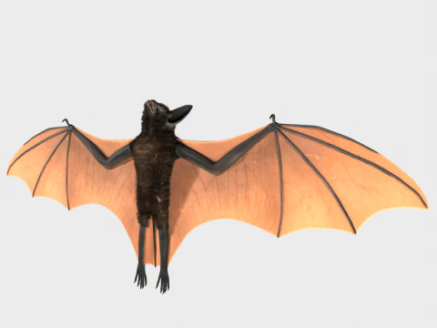 박쥐 3D 모델