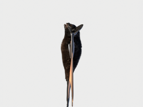 Bat 3D Модель