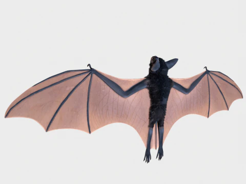 박쥐 3D 모델