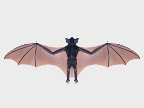 Bat 3D Модель