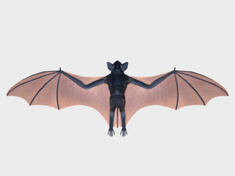 박쥐 3D 모델