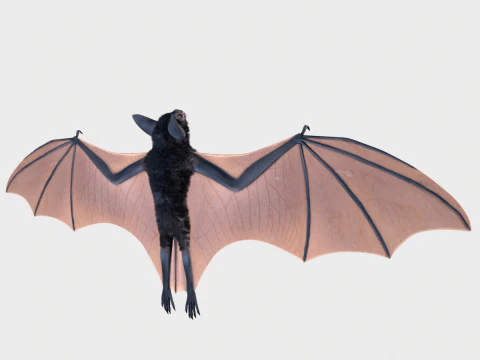 박쥐 3D 모델