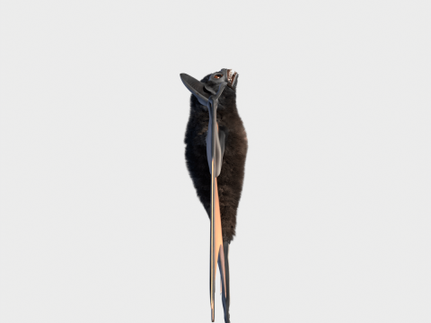 Bat 3D Модель