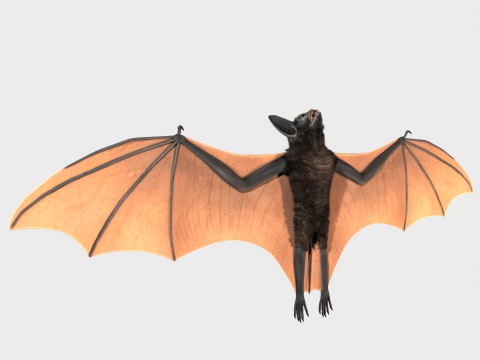 Bat 3D Модель