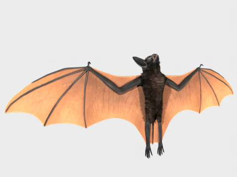 박쥐 3D 모델