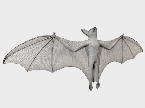 Bat 3D Модель