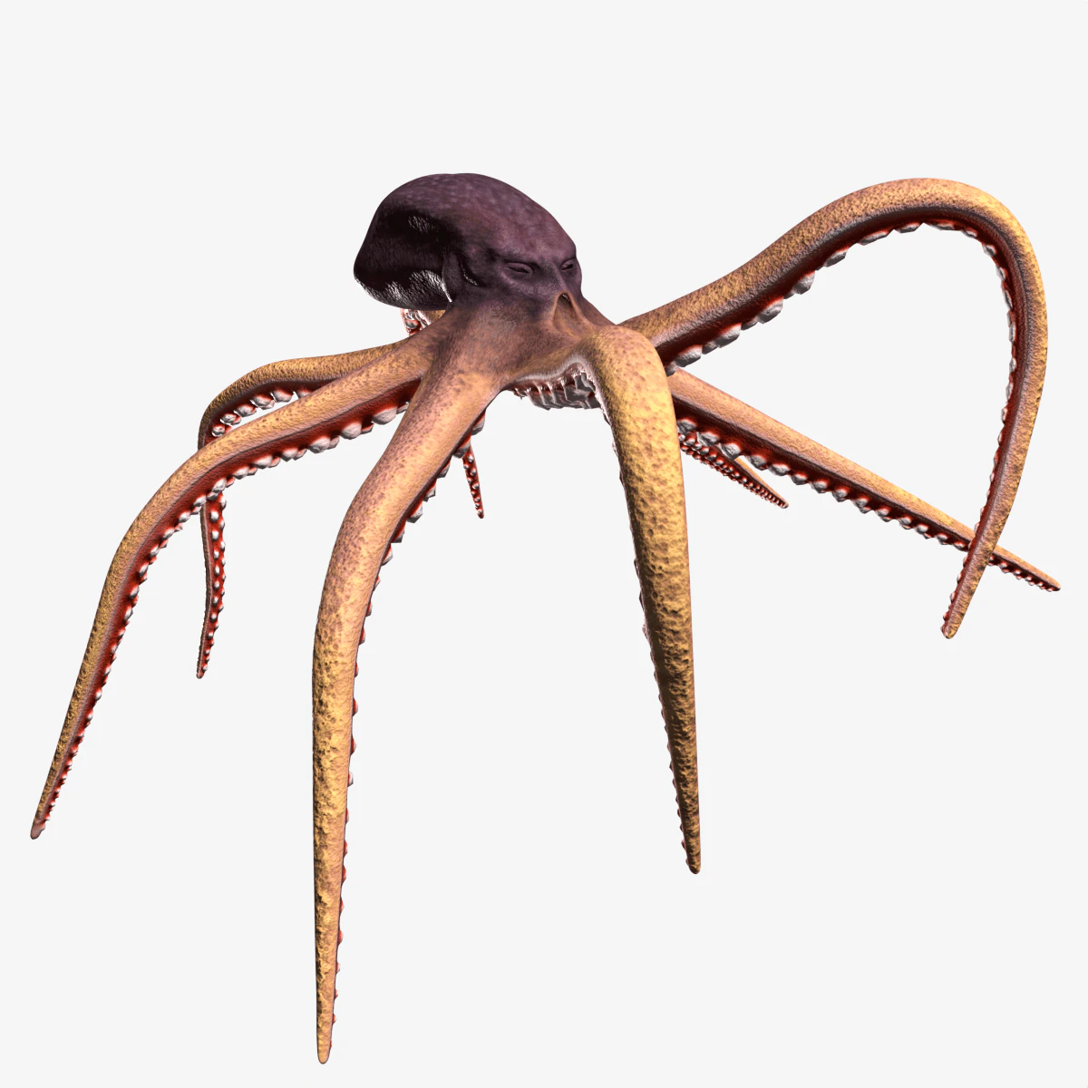 Stylized Octopus 3D Model .c4d .max .obj .3ds .fbx .stl .blend 