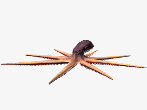 Stylized Octopus 3D Model