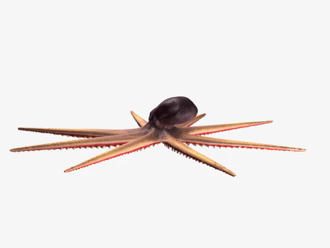 Stylized Octopus 3D Model