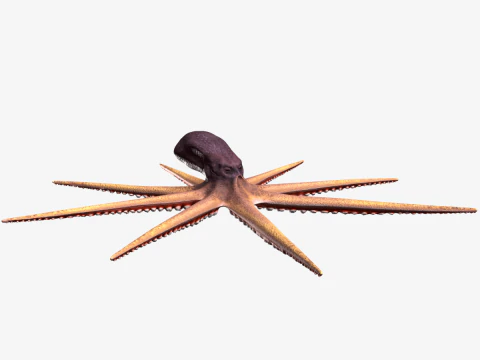 Stylized Octopus 3D Model
