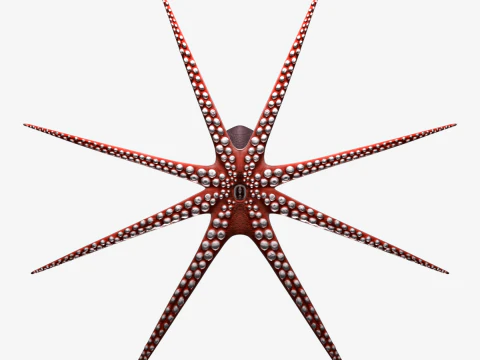 Stylized Octopus 3D Model