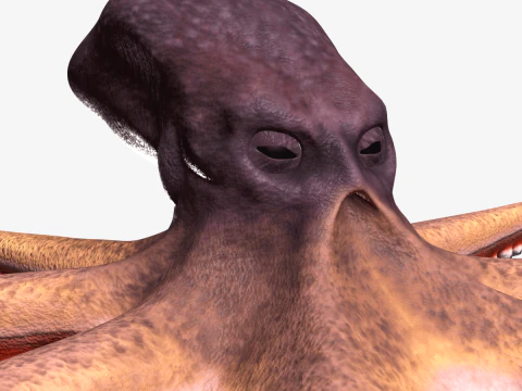 Stylized Octopus 3D Model