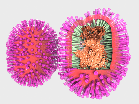 Flu Influenza Molecule 3D-Modell