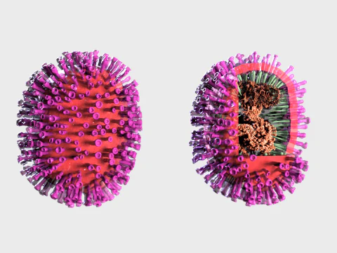 Flu Influenza Molecule 3D Model