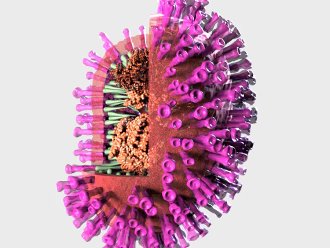 Flu Influenza Molecule 3D Model