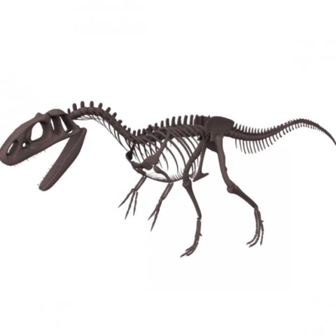 allosaurus skeleton 3Dモデル .c4d .max .obj .3ds .fbx .stl .blend 