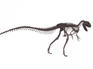 allosaurus skeleton 3Dモデル