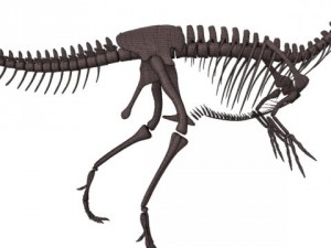 allosaurus skeleton 3Dモデル