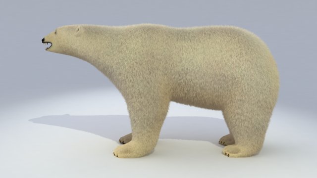 polar bear animated 3Dモデル .c4d .max .obj .3ds .fbx .stl .blend 