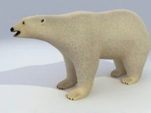 polar bear animated 3D Model