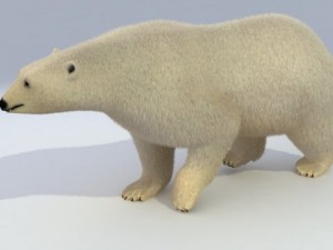 polar bear animated 3Dモデル