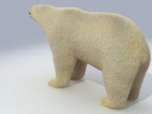 polar bear animated 3D Model