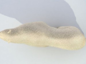 polar bear animated 3Dモデル