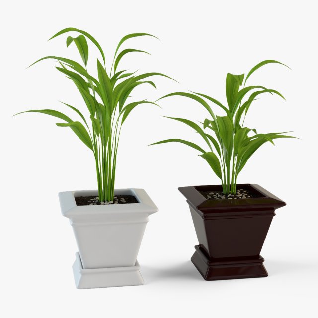 palm houseplant Modelo 3D .c4d .max .obj .3ds .fbx .stl .blend 