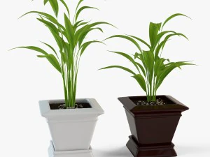 पाम हाउसप्लांट 3D मॉडल