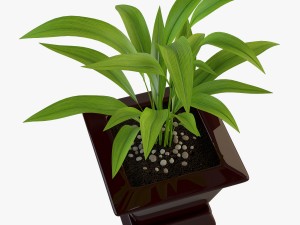 palm houseplant Modelo 3D